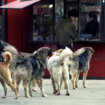 Radnici Komunalca iz Leskovca tragaju za čoporom pasa koji je napao i povredio ženu 15