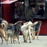 Prošle godine u Srbiji prijavljeno 860 ujeda pasa, ko je odgovoran? 11