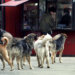 Napušteni pas u Grabovcu kod Niša ujeo dva učenika u školskom dvorištu 3