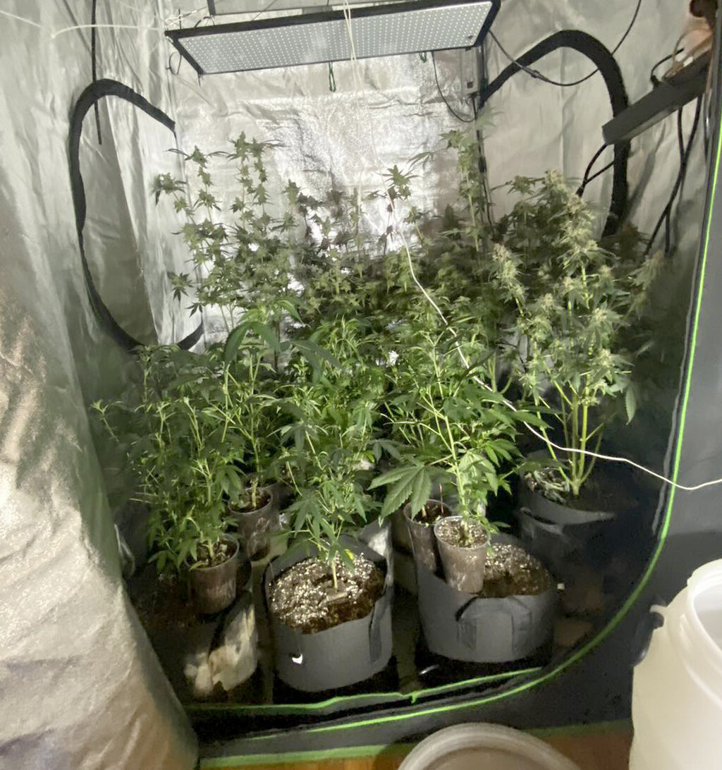 Novosađanin u stanu uzgajao marihuanu: Policija pronašla 24 stabljike te biljke 2