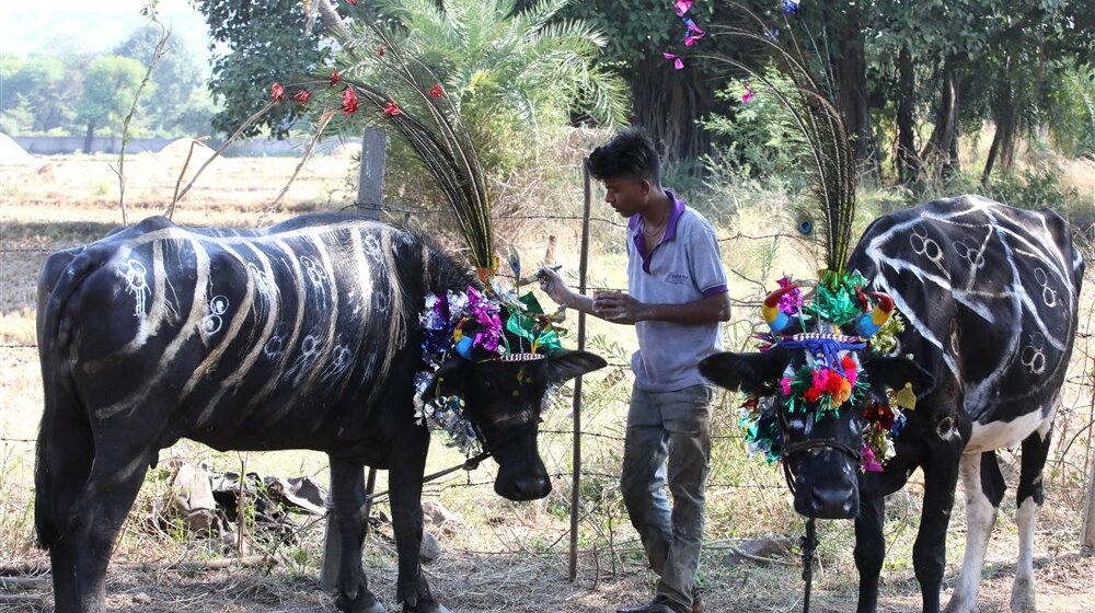 Indija pokušava da zameni praznike: Dan zagrljaja krava umesto Dana zaljubljenih (VIDEO) 1