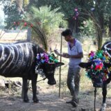 Indija pokušava da zameni praznike: Dan zagrljaja krava umesto Dana zaljubljenih (VIDEO) 1
