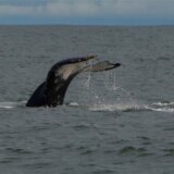 Sedam uginulih kitova kod obala Kipra 7