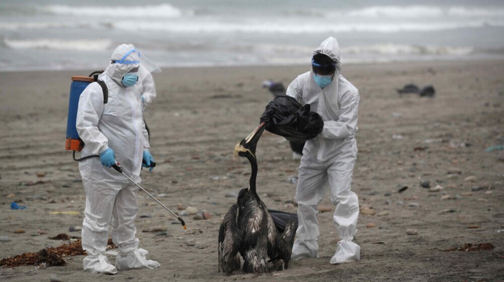 Devojčica u Kambodži umrla od ptičijeg gripa, to je prvi slučaj za 9 godina 1