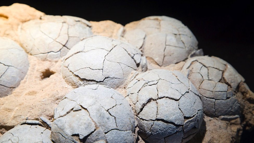 White Therizinosaurus dinosaur eggs from the Late Cretaceous period, embedded in rock with cracks to the shells