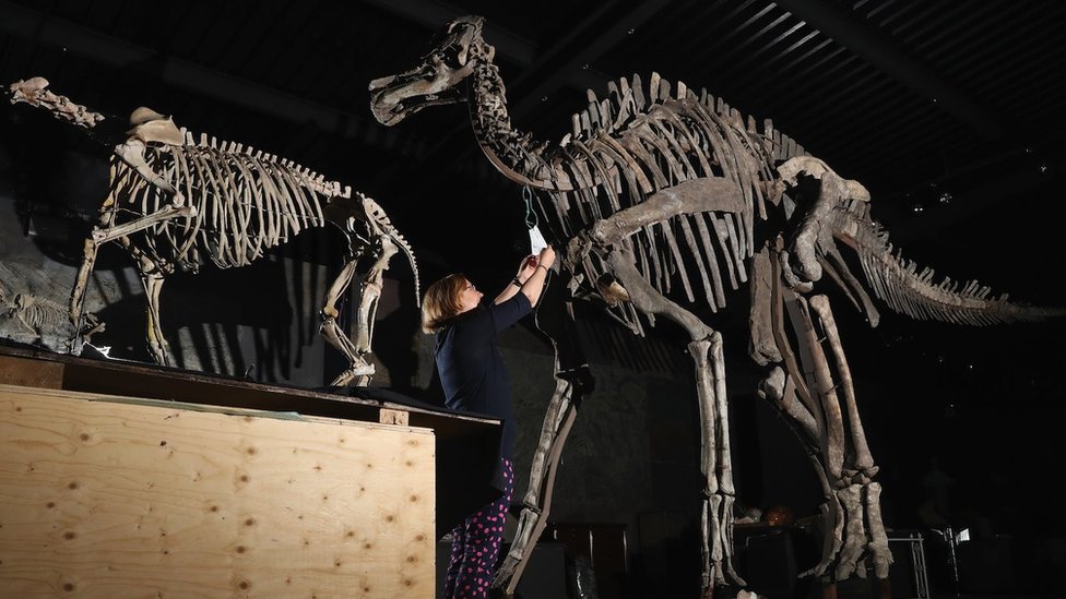 A Harpocrasaurus stibengi skeleton (right) and a Hyrachyus skeleton (left) at a presentation for an auction sale