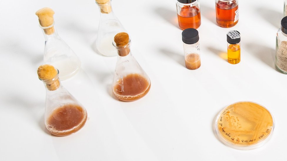 The yeast at Bath University, bottom right, and examples of its extracted oil
