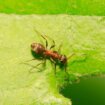Svetski dan borbe protiv raka: Mravi mogu da nanjuše rak, otkriva nova studija 15