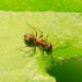 Svetski dan borbe protiv raka: Mravi mogu da nanjuše rak, otkriva nova studija 11