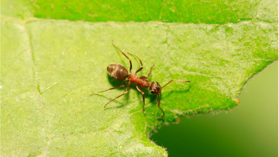Svetski dan borbe protiv raka: Mravi mogu da nanjuše rak, otkriva nova studija 11