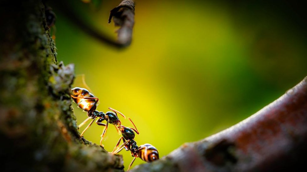 Mravi u prirodi