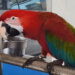 Tajvan i životinje: Vlasnik papagaja mora u zatvor jer je ljubimac povredio lekara 2