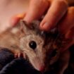 Životinje i Australija: Seks i nedostatak sna mogli bi da ubiju ugroženu vrstu torbara 17