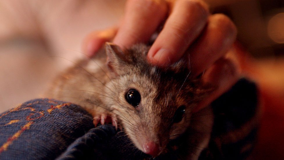 Životinje i Australija: Seks i nedostatak sna mogli bi da ubiju ugroženu vrstu torbara 1 Breeder Trish Mason with a northern quoll she has raised at her Darwin home