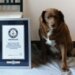 Životinje i Ginisovi rekordi: Upoznajte Bobija, najstarijeg psa na svetu 9