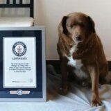 Životinje i Ginisovi rekordi: Upoznajte Bobija, najstarijeg psa na svetu 12