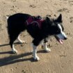 Životinje: Vlasnica organizovala poslednju šetnju za psa na samrti 16