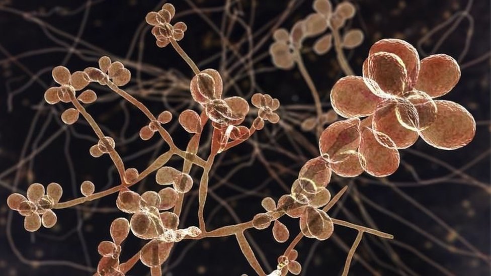 Zdravlje i Brazil: Misteriozna gljivica koja zabrinjava naučnike 1 Illustration of the Sporothrix fungi