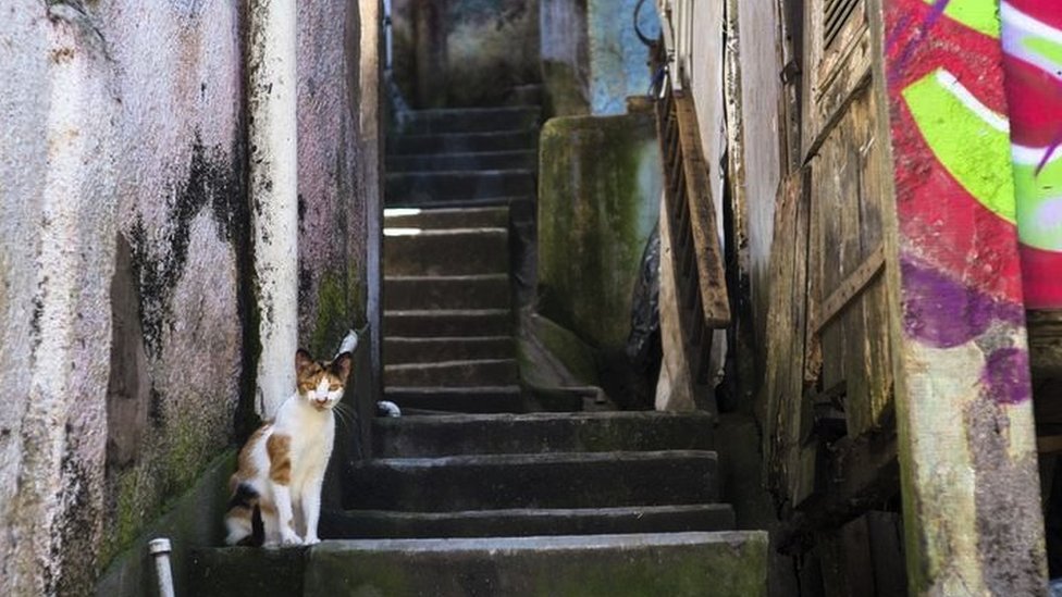 Stray cat sitting on an outdoor staircase