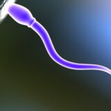Seks i kontracepcija: Da li su naučnici konačno na tragu muške anti-bebi pilule 11