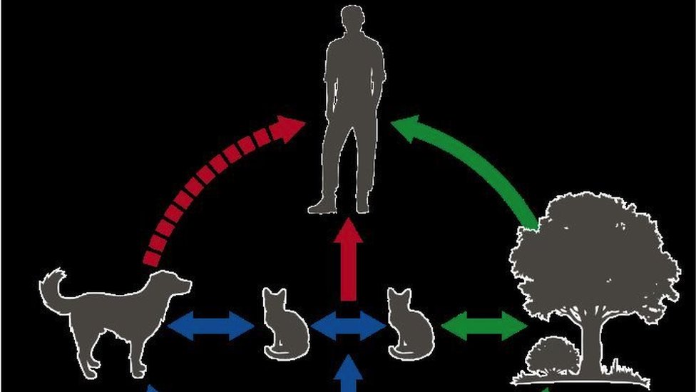 Zdravlje i Brazil: Misteriozna gljivica koja zabrinjava naučnike 2 Illustration showing the transmission cycle of the Sporothrix brasiliensis