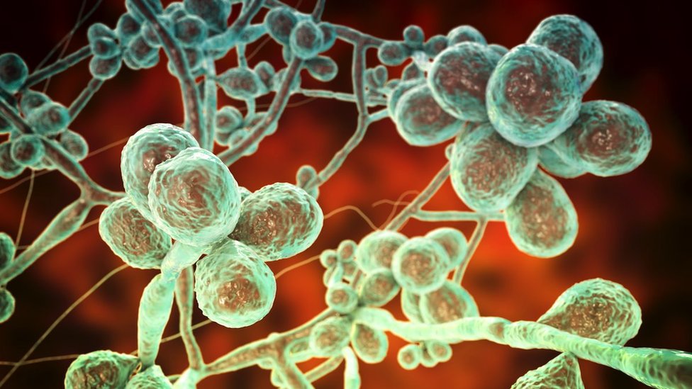 Zdravlje i Brazil: Misteriozna gljivica koja zabrinjava naučnike 6 Conceptual image of a Sporothrix fungus's composition