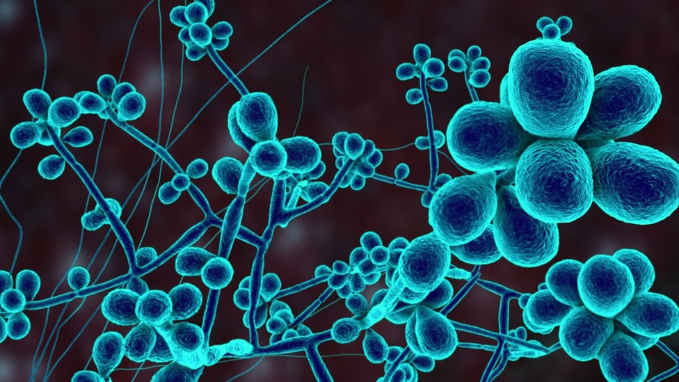 Zdravlje i Brazil: Misteriozna gljivica koja zabrinjava naučnike 7 Conceptual image of a Sporothrix fungus