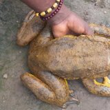 Životinje i izumiranje: Misija očuvanja najveće žabe na svetu 9