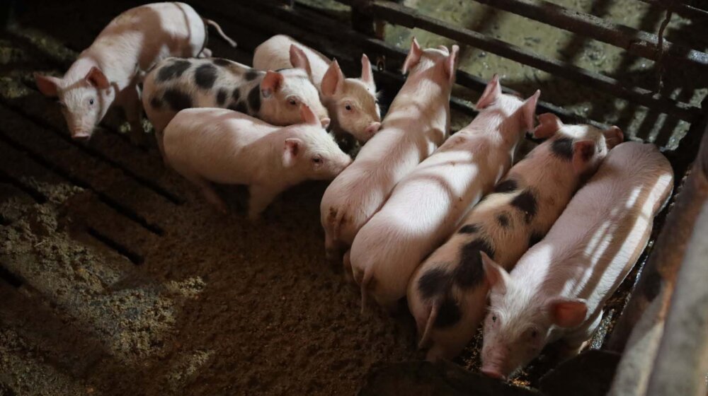 farma svinja