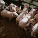 farma svinja