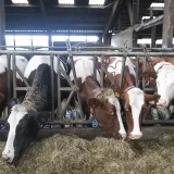 Da li će mačvanski stočari protestovati u Beogradu zbog otkupne cene mleka 9
