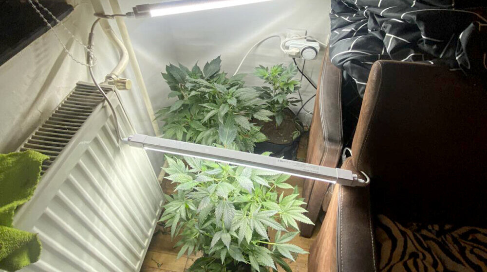 Novosađanin u stanu uzgajao marihuanu: Policija pronašla 24 stabljike te biljke 1
