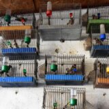 Krivična prijava protiv Subotičanina zbog sumnje da je hvatao i prodavao zaštićene vrste ptica 4