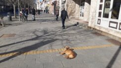 20220210_103604 Zrenjaninska Zoohigijena mesečno sakupi oko sto pasa lutalica 2