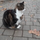 U Francuskoj od 1. marta dozvoljen boravak kućnih ljubimaca u staračkim domovima 5