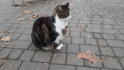 20221127_101431 Zrenjaninska Zoohigijena mesečno sakupi oko sto pasa lutalica 3