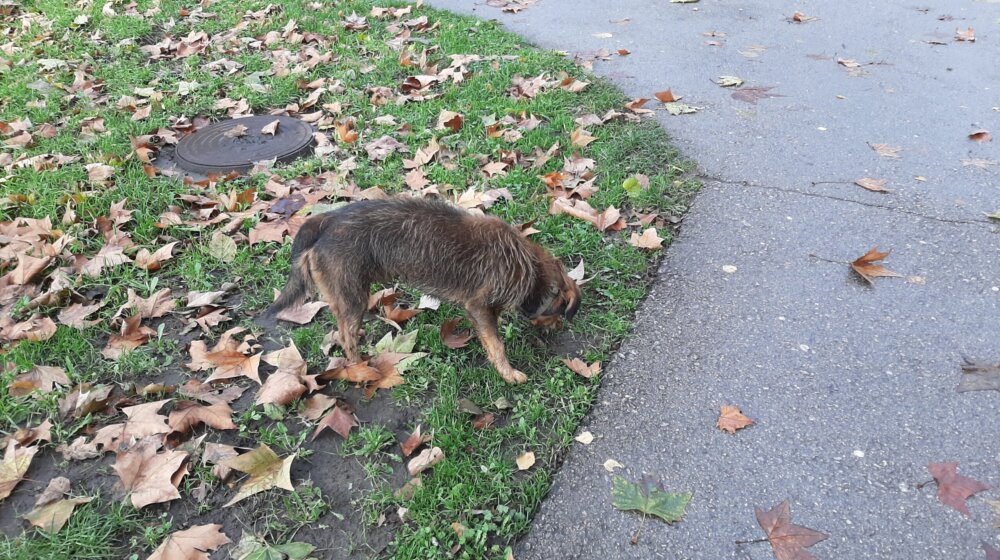 Zrenjaninska Zoohigijena mesečno sakupi oko sto pasa lutalica 1
