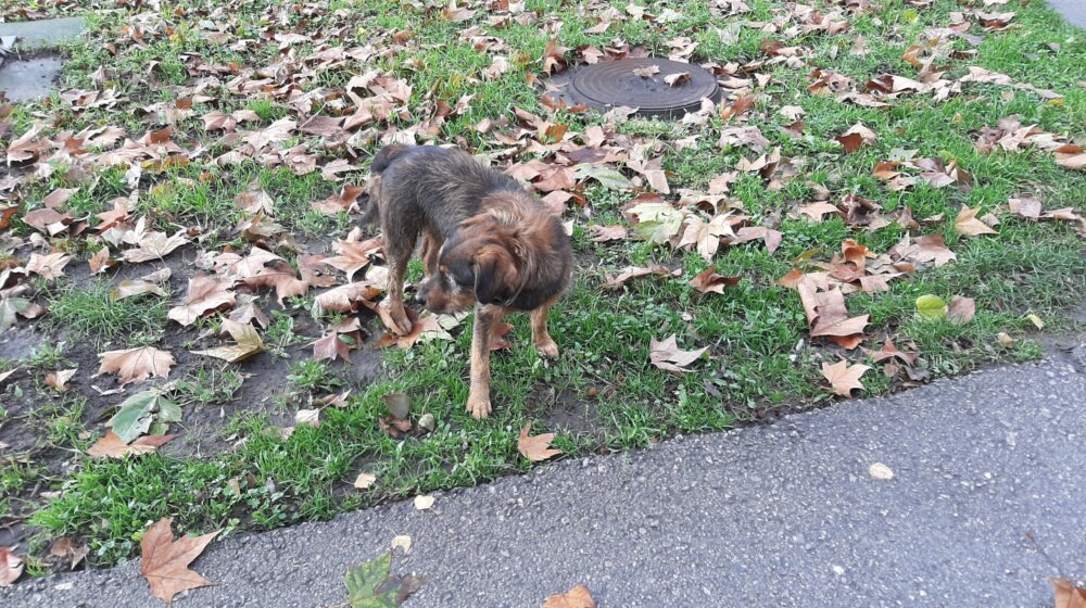 Zbog čega Zrenjanincima smetaju psi i jedna vrsta ptica i šta stoji u njihovim prijavama inspekciji 1