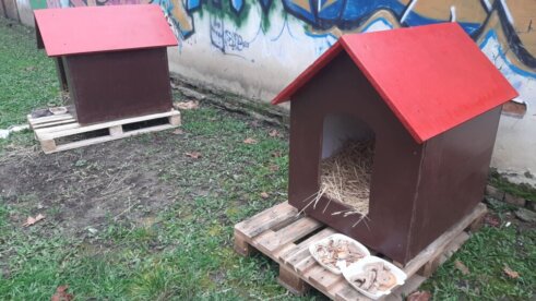 20230103_141128 Zrenjaninska Zoohigijena mesečno sakupi oko sto pasa lutalica 4