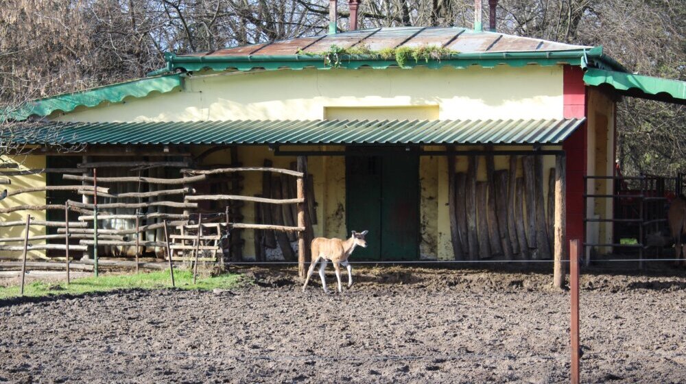 Zoo vrt Palić bogatiji za mladunče eland antilope: Već je dobila ime - Fiona 1