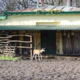 Zoo vrt Palić bogatiji za mladunče eland antilope: Već je dobila ime - Fiona 7