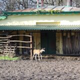 Zoo vrt Palić bogatiji za mladunče eland antilope: Već je dobila ime - Fiona 8