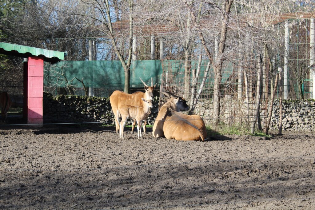 Zoo vrt Palić bogatiji za mladunče eland antilope: Već je dobila ime - Fiona 2