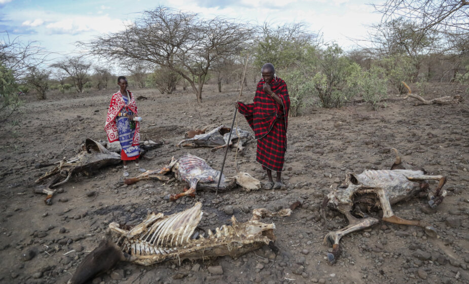 Suša na Rogu Afrike istorijskih razmera - umiru i ljudi i stoka 1