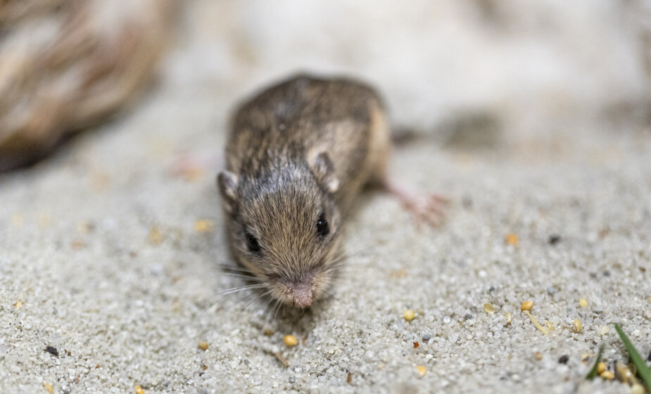 Najstariji miš na svetu je mišica Pat, koja živi u zoo vrtu u Kaliforniji 1