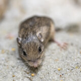 Najstariji miš na svetu je mišica Pat, koja živi u zoo vrtu u Kaliforniji 2