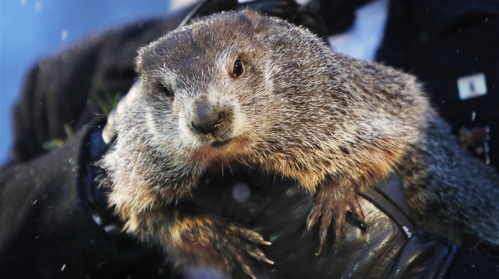 Mrmot Fil ugledao svoju senku: Evo koliko će još trajati zima 1