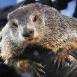 Mrmot Fil ugledao svoju senku: Evo koliko će još trajati zima 4