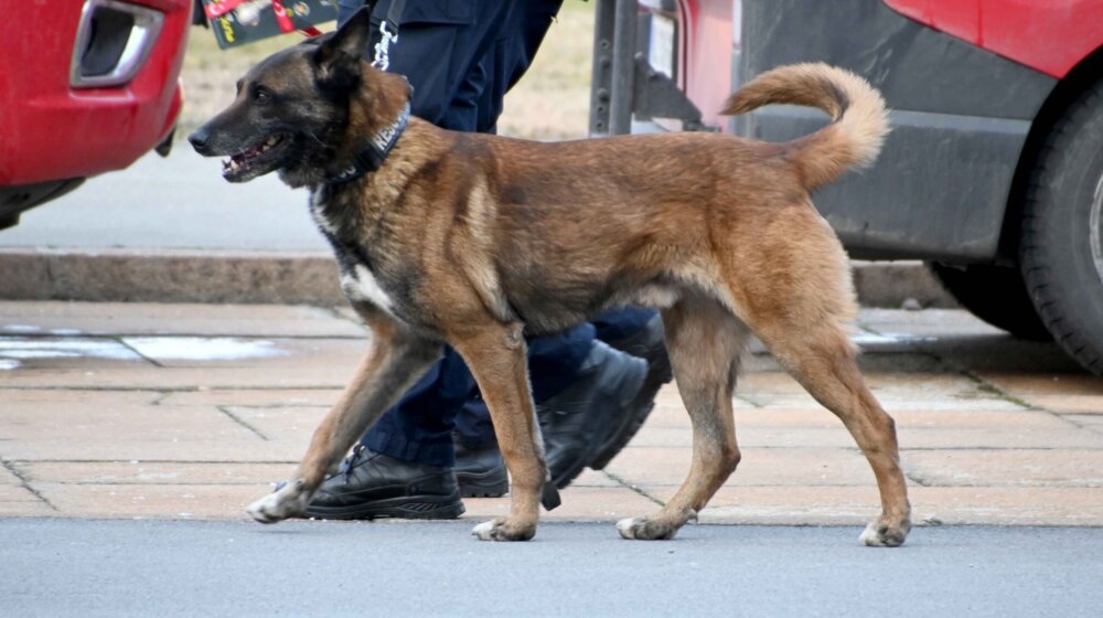 Pas Zigi ide u zasluženu penziju: Biće učitelj za nove mlade pse 1