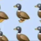 Da li možete da prebrojite sve patke na ilustraciji: Viralna zagonetka nimalo jednostavna kao što izgleda 8